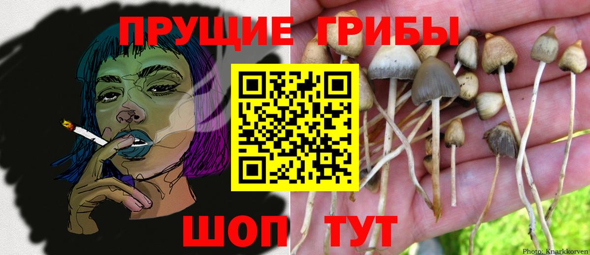 Галлюциногенные грибы мицелий Павловский Посад